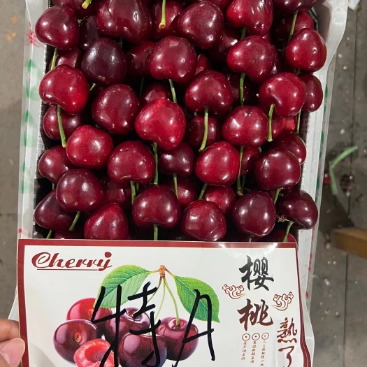 山东沂水县山东樱桃产地，美早樱桃，红灯樱桃，品种齐全