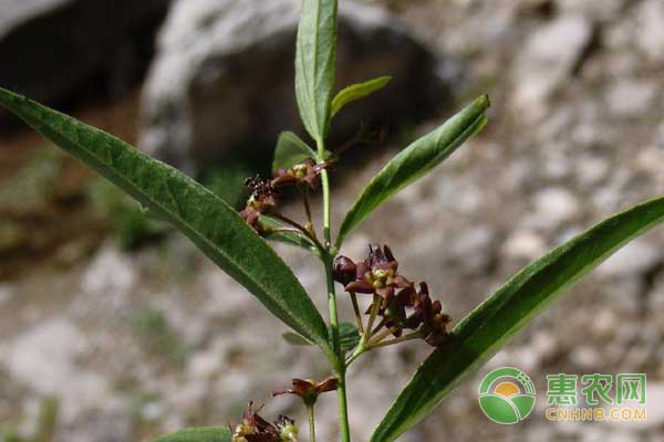 中药材白前种植技术及行情分析-图片pg电子平台的版权归惠农网所有