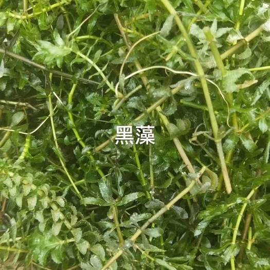 河北安新县 金鱼藻    伊乐藻    好黑藻   眼子菜多年生的沉水
