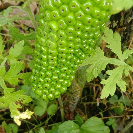 云南维西傈僳族自治县出售:天南星种子，五味子鲜，当归种苗，云木香种苗，秦艽种苗