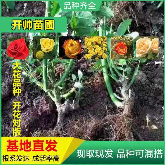 云南昆明红玫瑰  玫瑰大苗 老桩月季花种苗 绿化工程苗 盆栽苗 卡罗