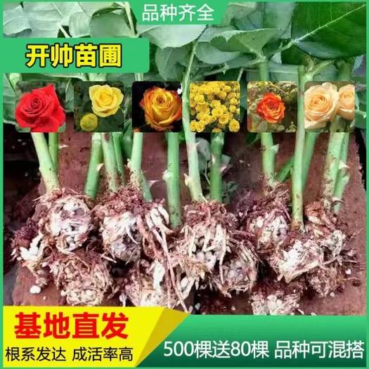 云南昆明红玫瑰  500棵顺丰包邮昆明卡罗拉玫瑰月季花苗四季开花盆栽