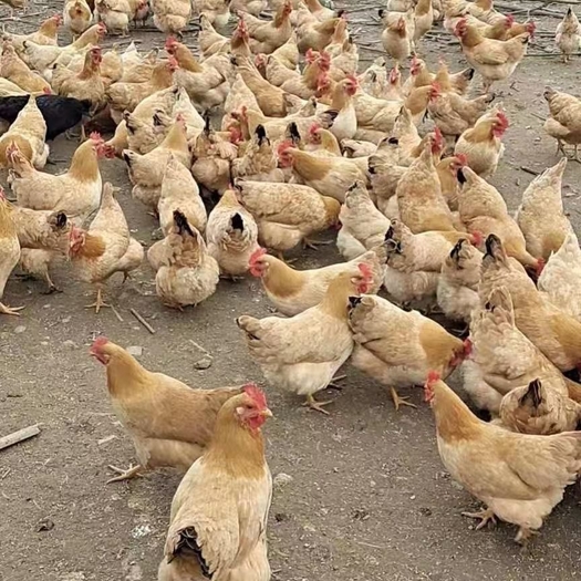 湖北鄂州鸡，土鸡，公鸡，小公鸡，籽公鸡