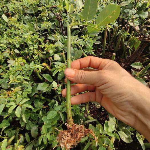 云南昆明爬蔷薇  50棵起订蔷薇花苗四季开花爬藤植物庭院大花藤本月季