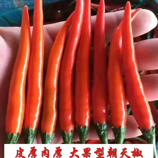 云南昆明朝天椒种子小米辣椒种子大果型硬度高抗病强，结的多耐运输颜色鲜