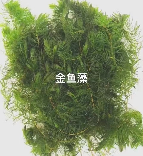 浙江杭州金鱼藻