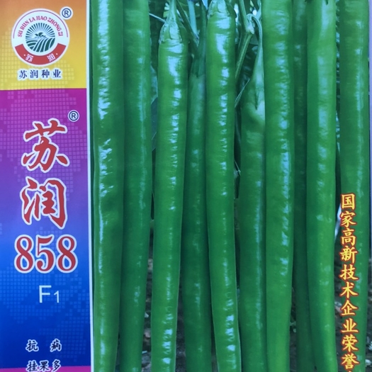 广东平远县苏润858杂交长线椒种子长果可达55公分 辣味适中 挂果力好