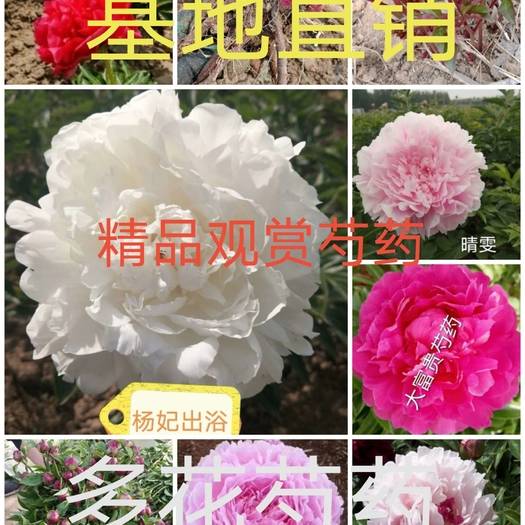 山东菏泽多花芍药  芍药品种多，花色齐全，多瓣大花，，国产基地直