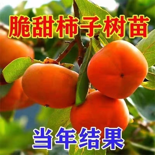 山东枣庄无籽无核脆甜柿子树苗嫁接盆栽地栽阳台庭院南北方种当年结果