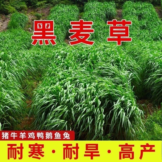 江苏南京黑麦草种籽多年生牧草四季种植养牛羊鸡鸭鱼鹅兔耐寒草籽