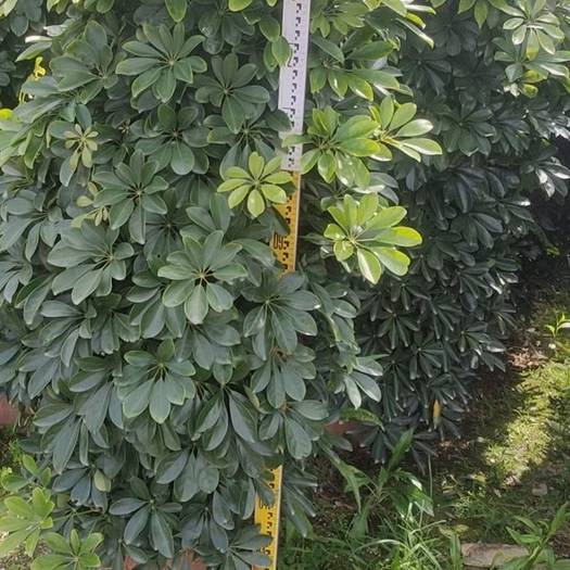 广东佛山鸭脚木1－1.5米