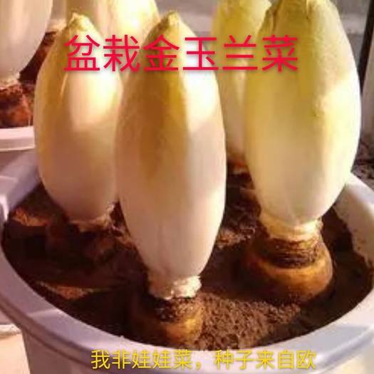 河北临漳玉兰菜 芽球菊苣金玉兰农场直供特菜野菜