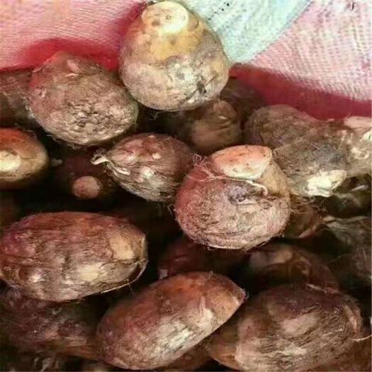 山东沂水毛芋头种  豆包芋头产地批发5820芋头质量保证全国发货
