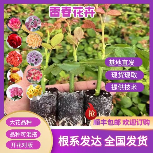 云南昆明【600杯起】云南昆明鲜切花玫瑰月季无纺布杯苗 四季开花