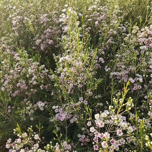 云南昆明昆明鲜花批发基地批发优质鲜花腊梅