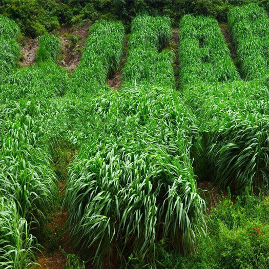 江苏沭阳县黑麦草宽叶牧草包邮