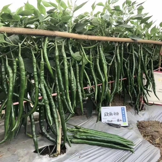 江苏沭阳县线椒种子深绿色特长型线椒果长28－33厘米宽1.8厘米椒条顺