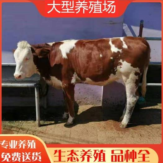 山东齐河县西门塔尔牛 肉牛西门塔尔 西门塔尔公牛 怀孕母牛 你养我回