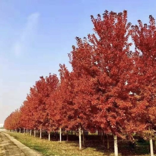 江苏邳州市12公分美国红枫秋火焰，树形优美，一级