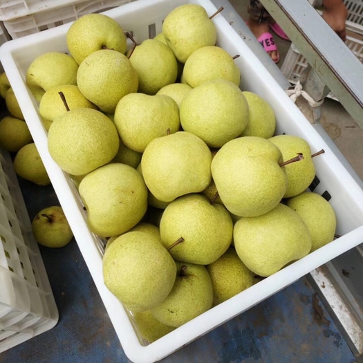 安徽砀山精品酥梨 砀山县万亩梨园 品质保证 按需分拣包装 代发全国