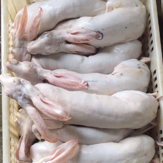 江苏盐城兔肉类  本公司常年供应各种规格的鲜新.冷冻带皮（带肝和去肝