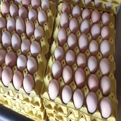 安徽霍邱县霍邱优质土鸡蛋