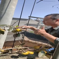 福建建瓯市 太秋甜柿苗