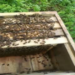 陕西勉县中蜂 黑麻蜂，新王，提供售后技术