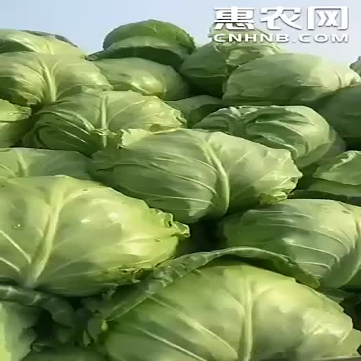 河南博爱县新甘蓝，河南焦作基地甘蓝大量上市，个头1斤半到2斤，