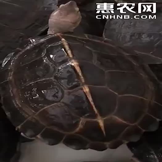 广东茂名出500斤亚巨，龟健康，68元一斤